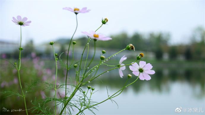001HuY79ly1gutxz9fwpaj62p81iphdt02.jpg