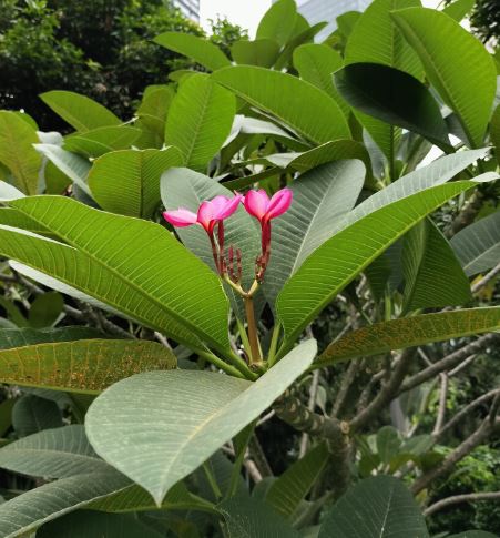 ���ɡ�ڹʽ2025-04.JPG